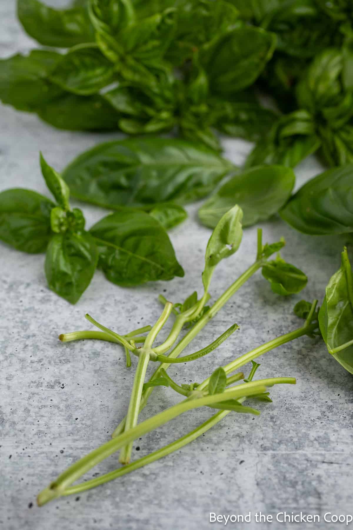 Removing stems from basil. 