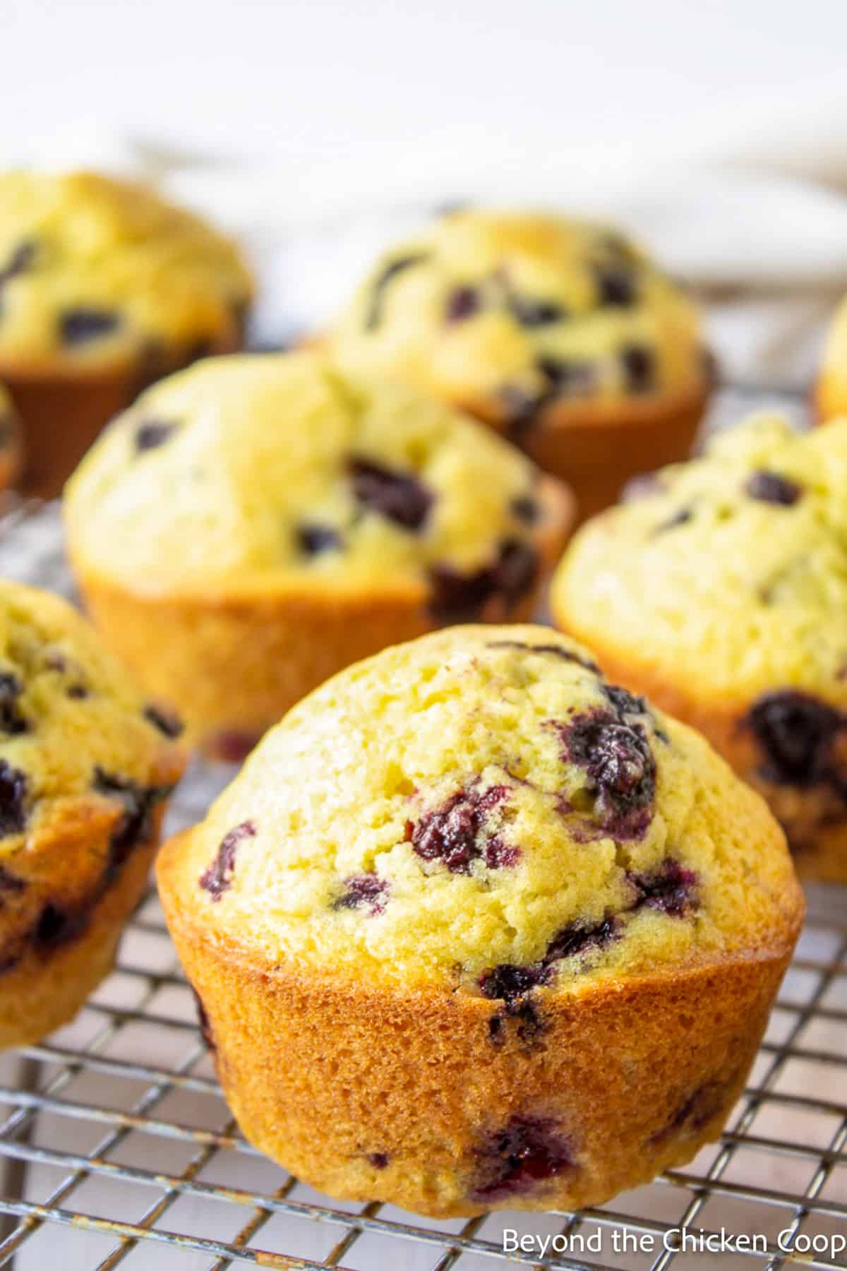 Muffins with huckleberries on a baking rack. 