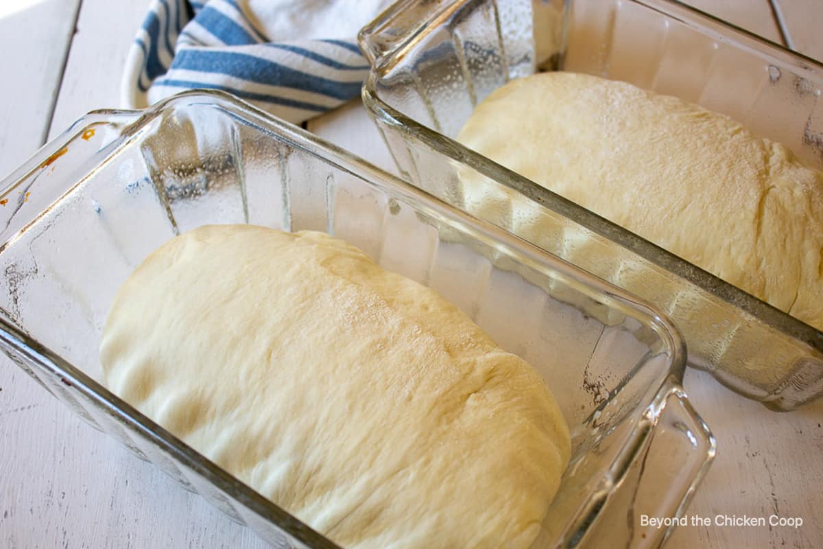 Bread dough in glass loaf pans.