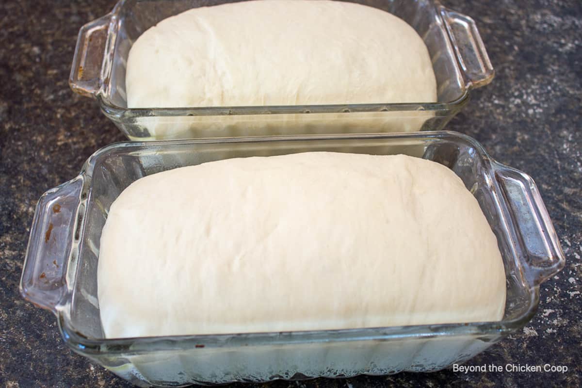 Risen bread loaves in bread pans.