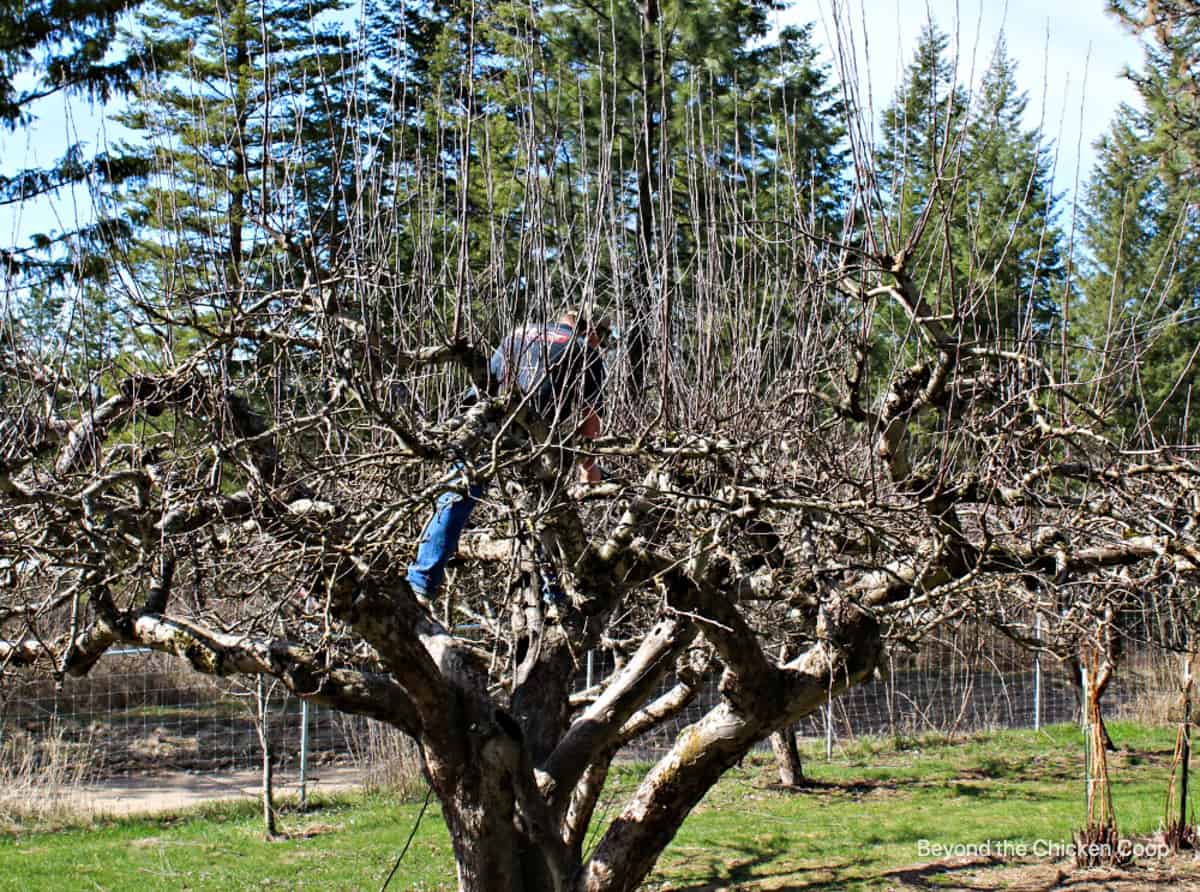 A man standing in an apple tree with a pair of pruners.