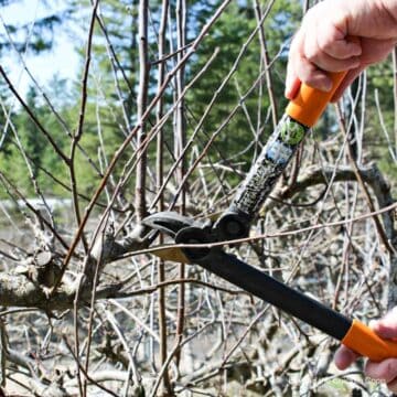 A large set of pruners clipping a branch.