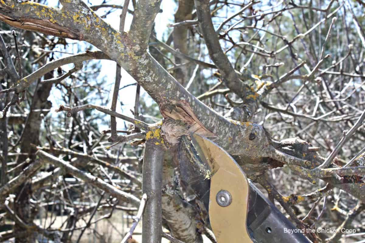 Pruners cutting a broken branch.