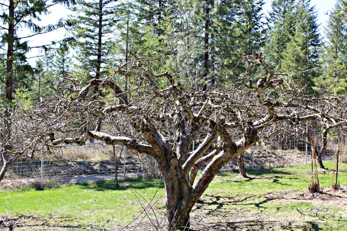 A newly pruned apple tree in an orchard.