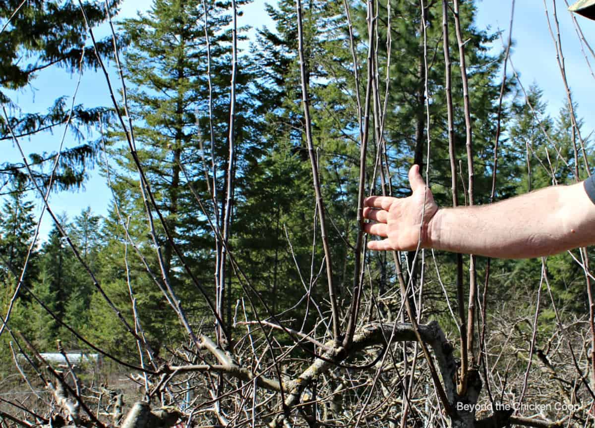 Upright shoots growing on an apple tree.