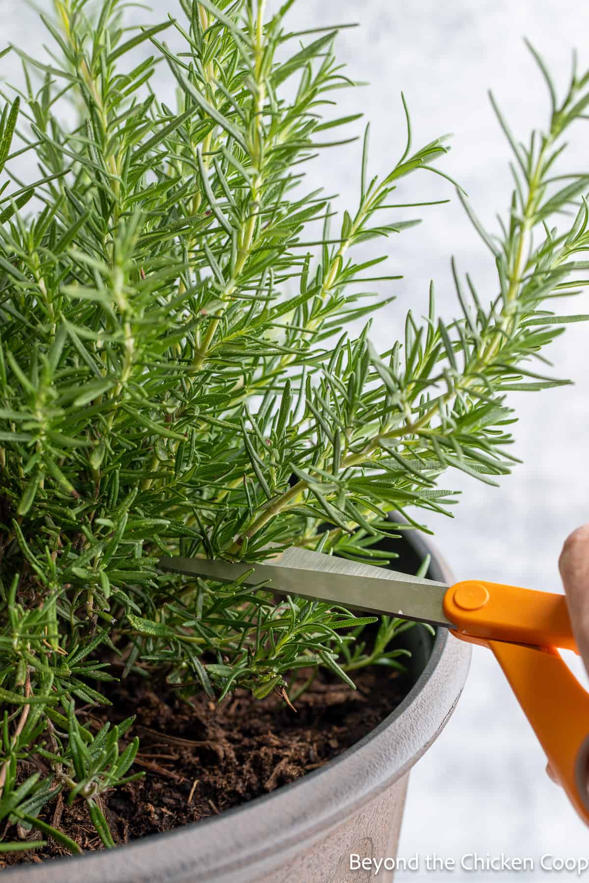 Snipping rosemary from a rosemary plant. 