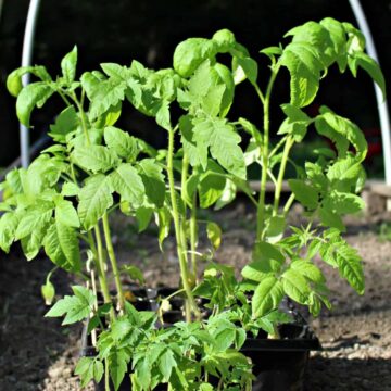 Tomato seedlings in small planters.