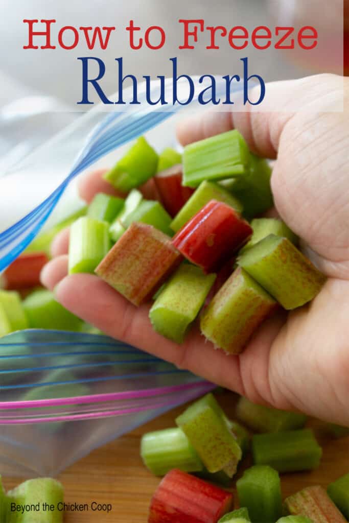 Cut rhubarb being placed into a plastic bag.
