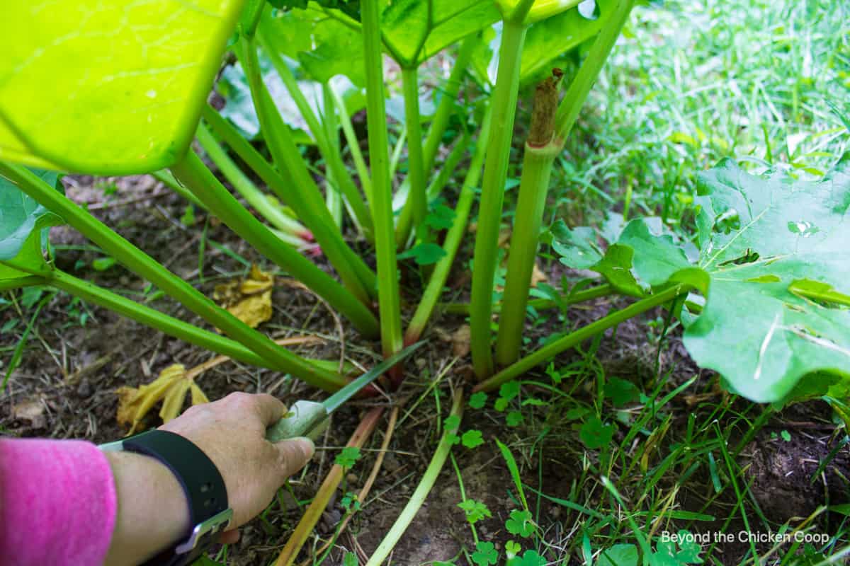 Cutting off stalks of a rhubarb plant.