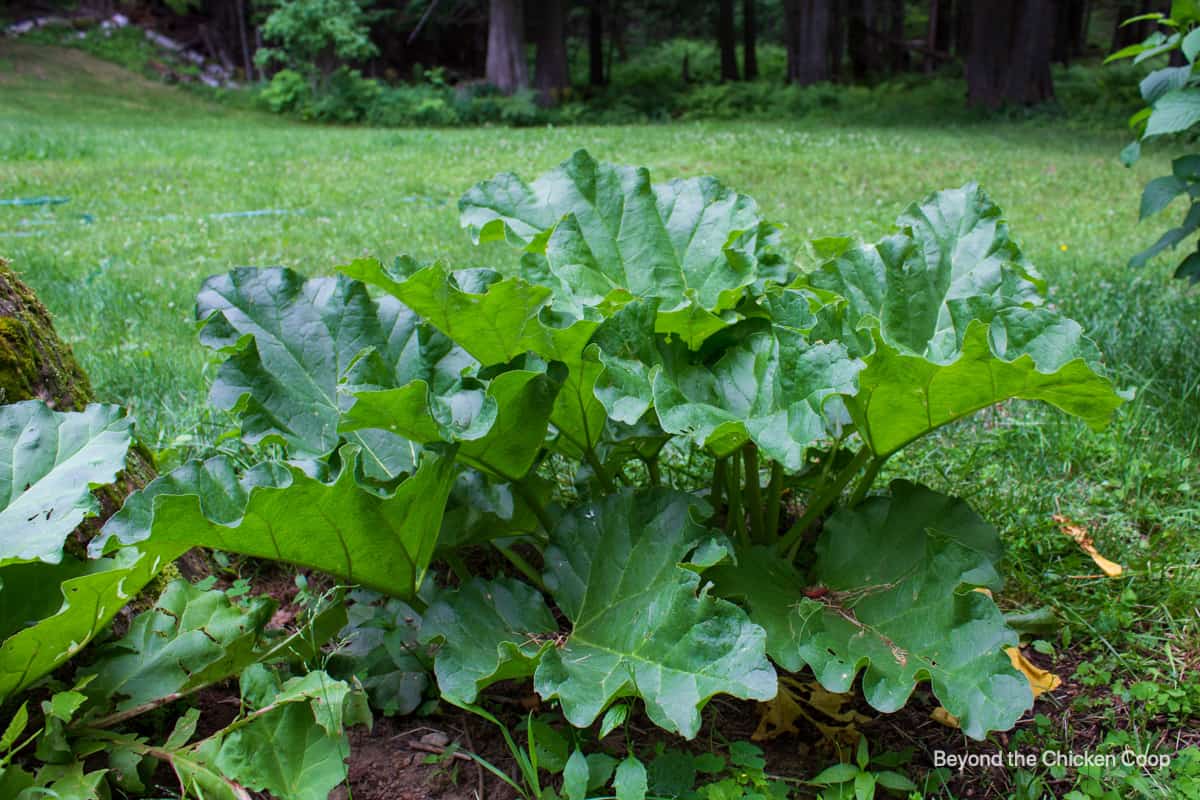 A rhubarb plant in a backyard.