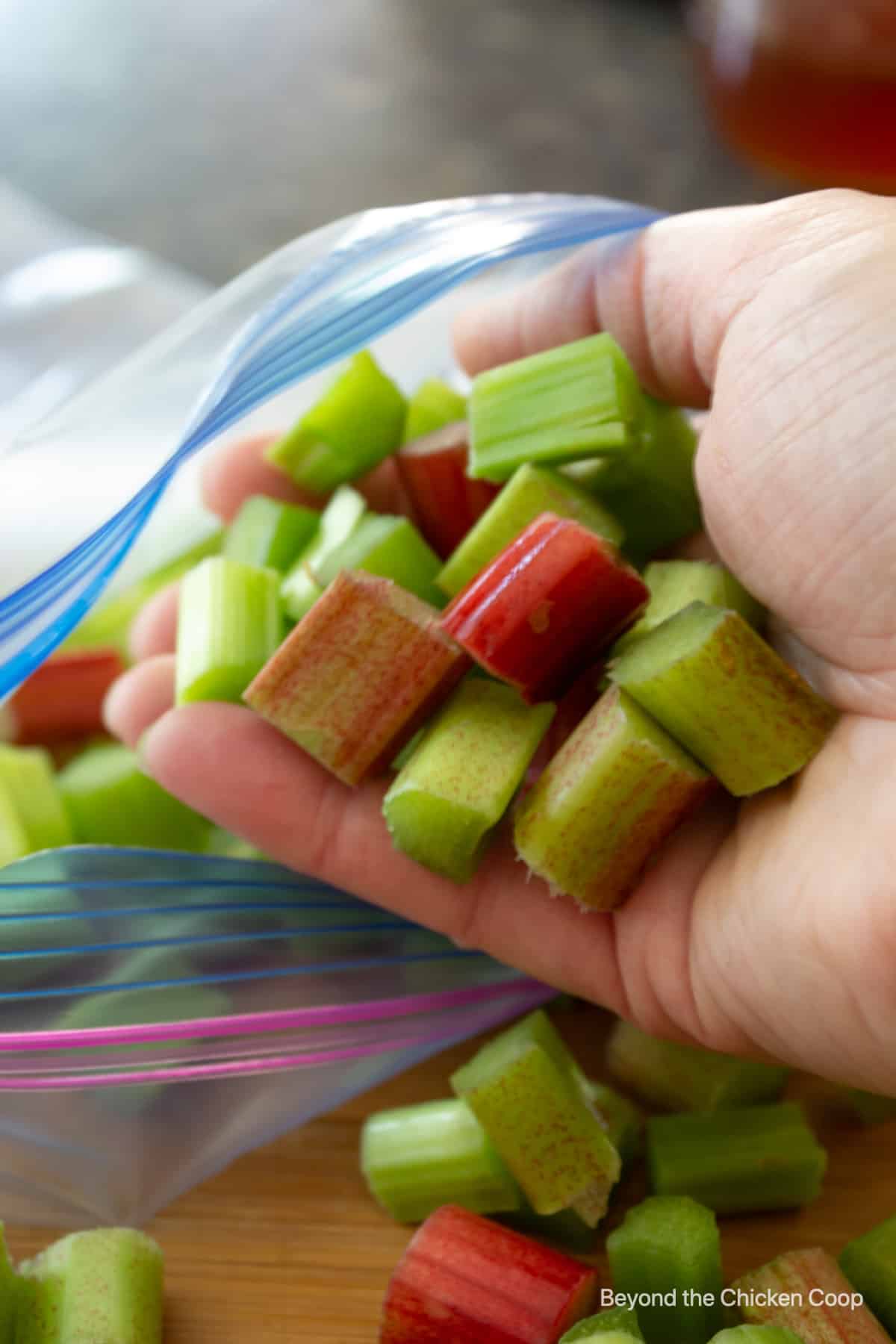 Placing a handful of cut rhubarb into a plastic bag.