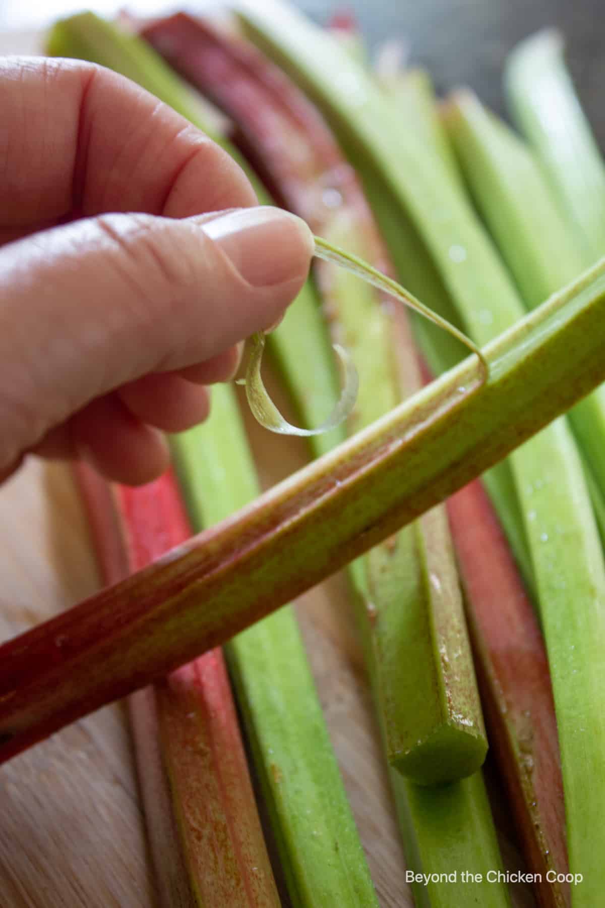 Pulling a string off a stalk of rhubarb.