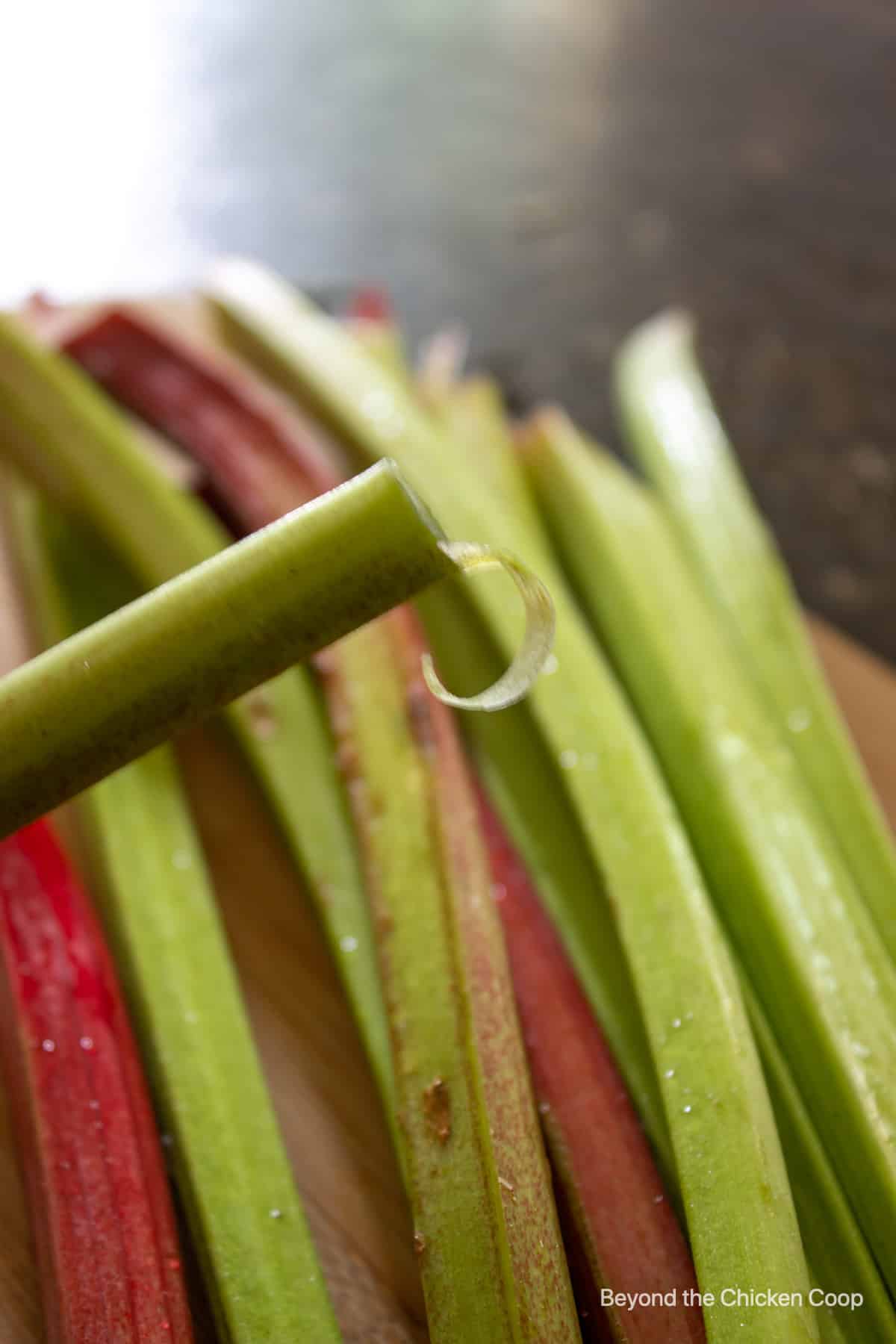 A stringy piece hanging off the end of a stalk of rhubarb.