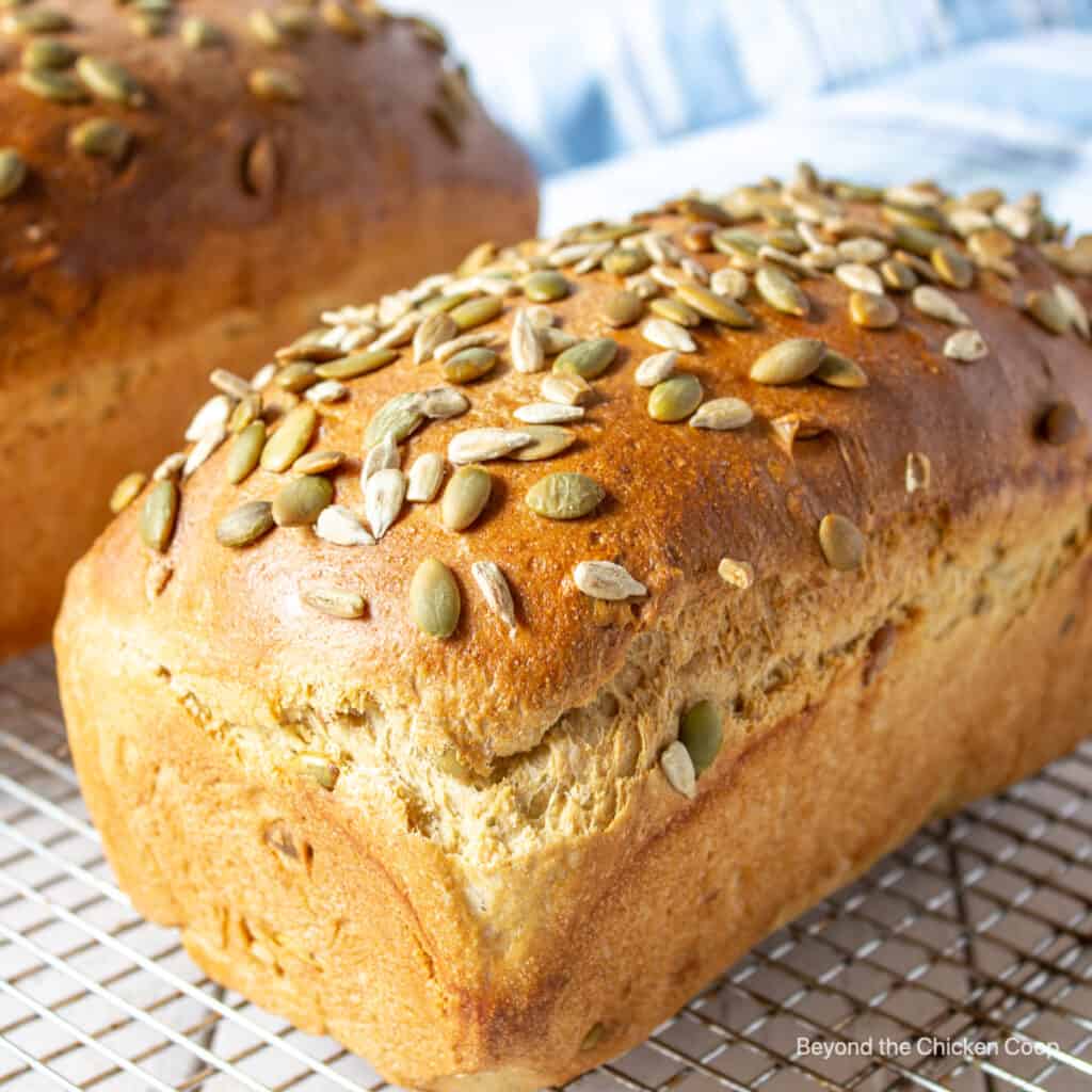 Pumpkin Seed and Sunflower Seed Bread