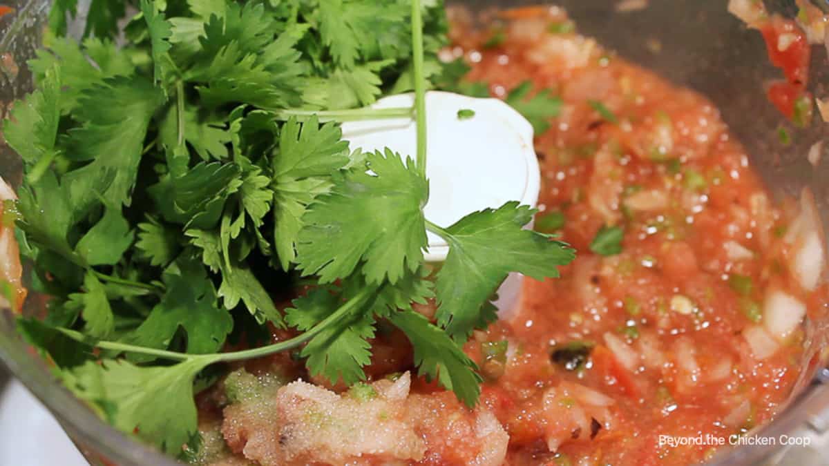 A food processor with salsa and a bunch of fresh cilantro.