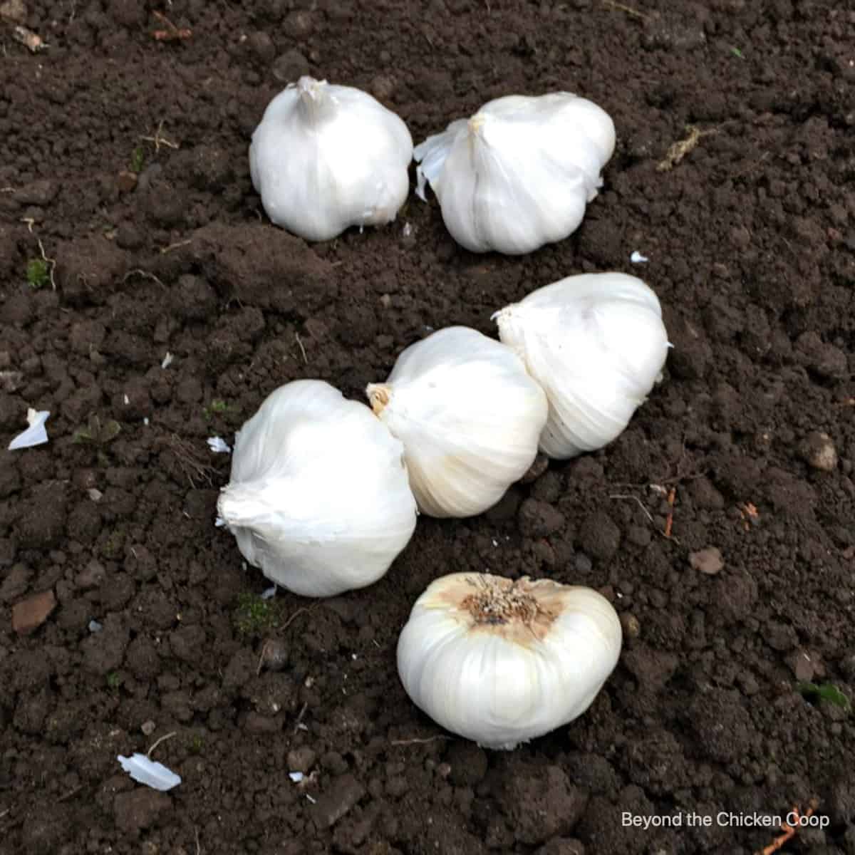 Heads of garlic on soil.