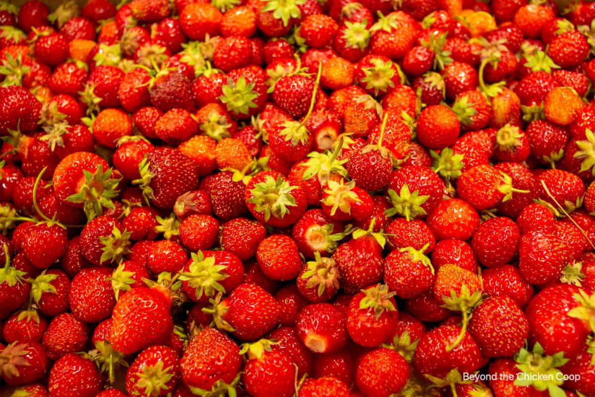 A pile of garden fresh strawberries.