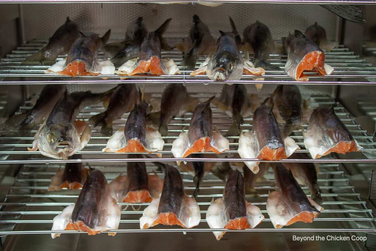 Rows of fish inside a smoker.