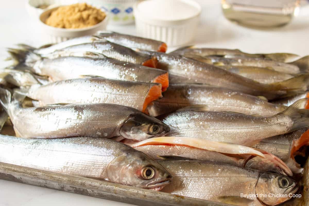 Cleaned kokanee fish on a baking sheet.