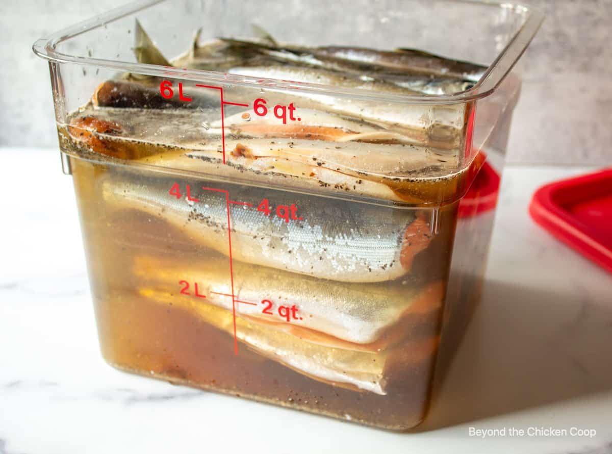 Fish in a brine in a large container.