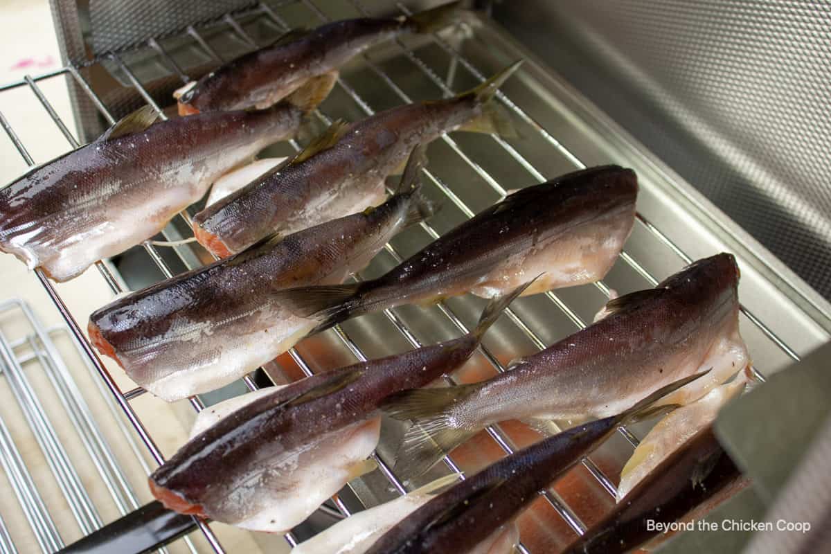 Fish on a tray in a smoker.