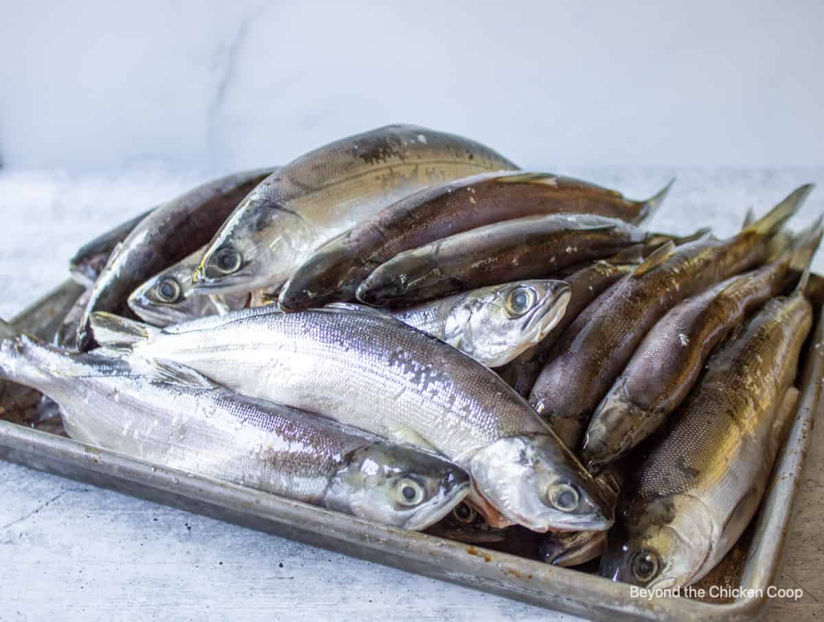 A tray full of kokanee fish.