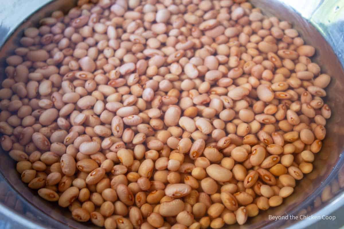 Pinquito beans in a large stock pot.