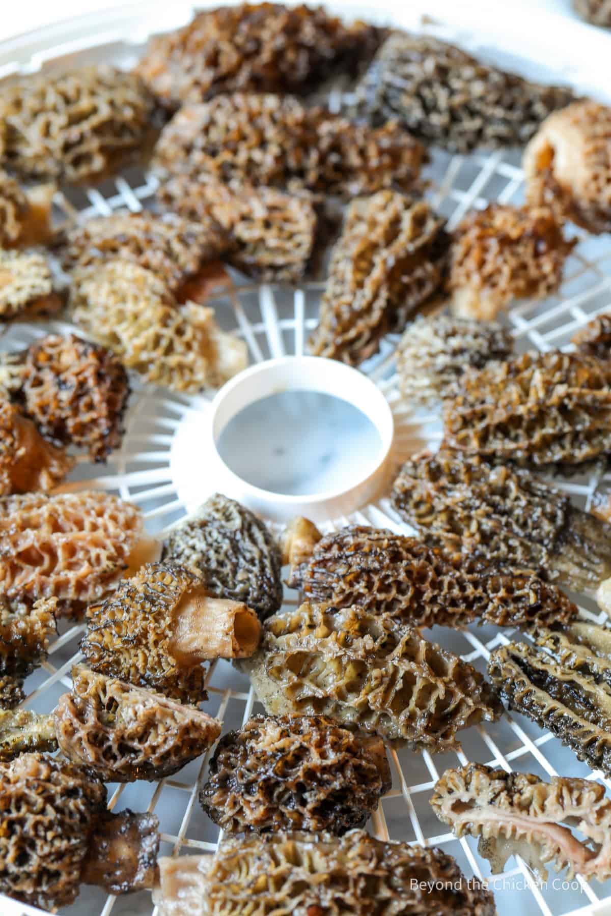 Morel mushrooms on a dehydrating rack.