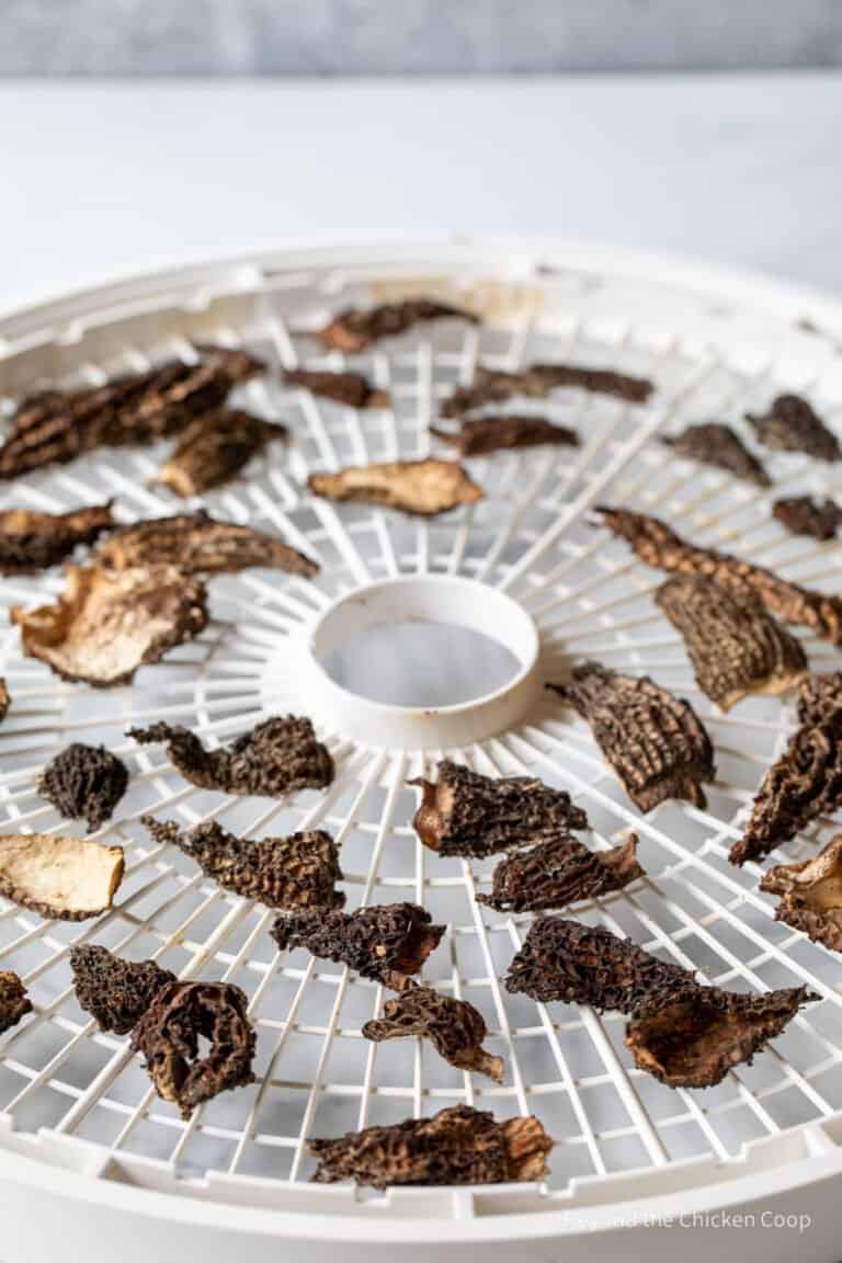 Drying Morel Mushrooms Beyond The Chicken Coop