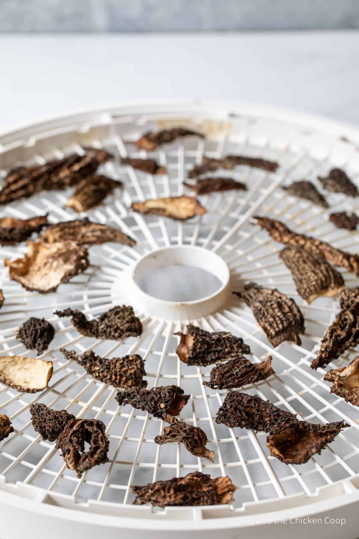 Dried mushrooms on a drying rack.