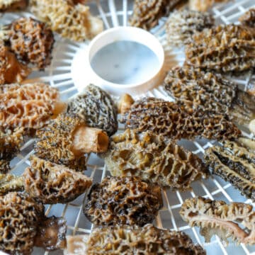 Morel mushrooms on a dehydrator rack.