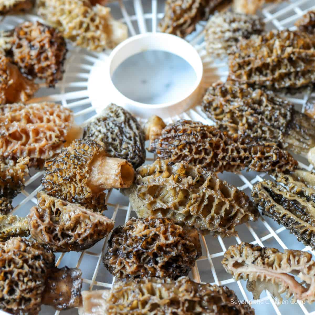 Drying Morel Mushrooms - Beyond The Chicken Coop