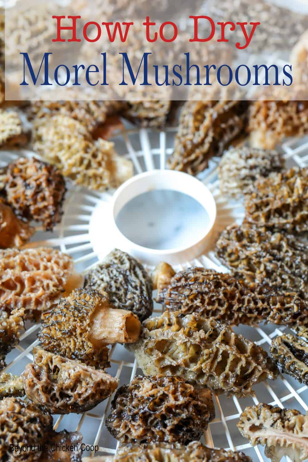 Drying Morel Mushrooms - Beyond The Chicken Coop