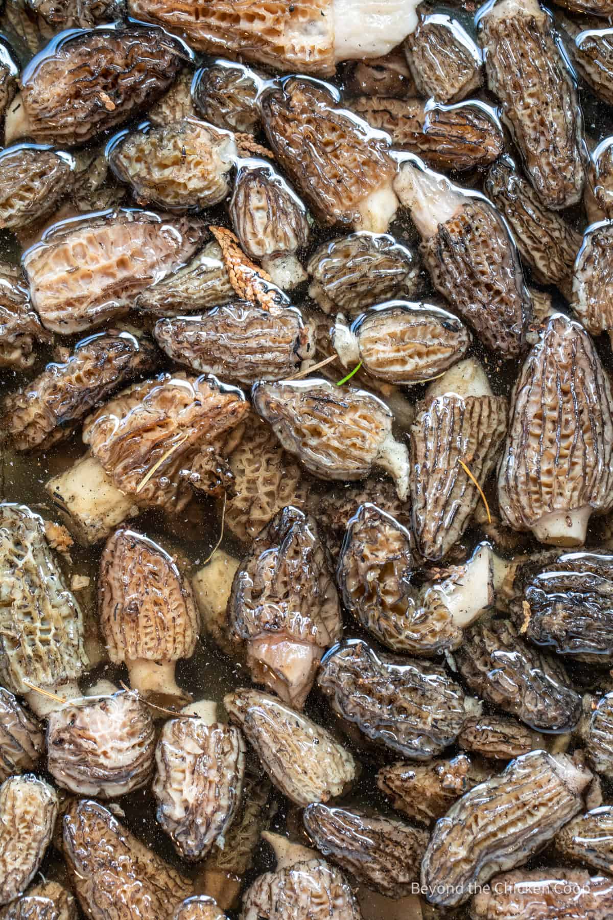 https://www.beyondthechickencoop.com/wp-content/uploads/2022/06/Washing-Morels.jpg