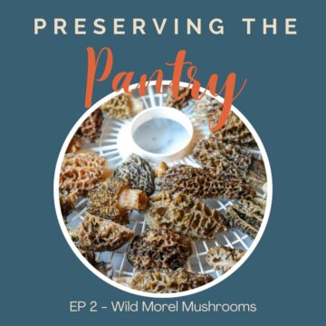 Podcast cover for preserving wild morel mushrooms.
