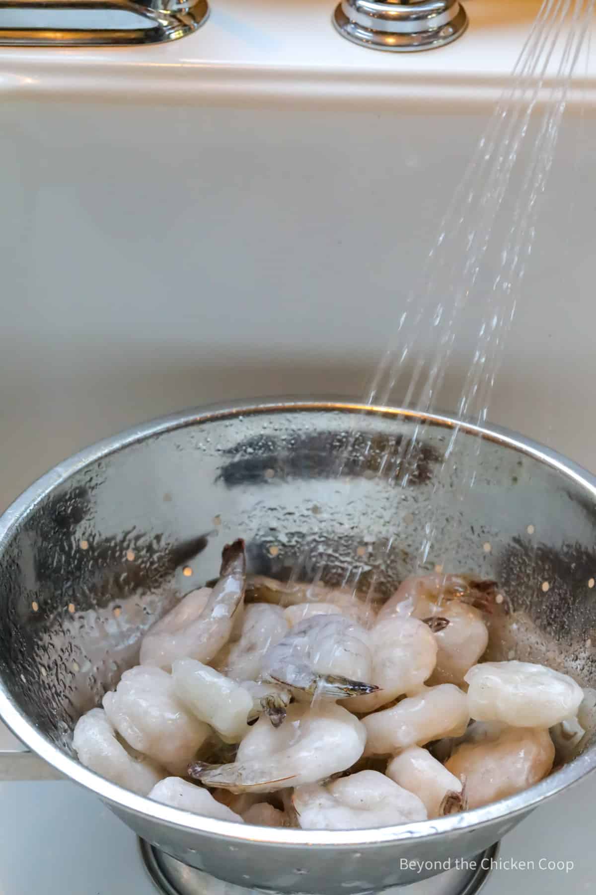 Spraying shrimp with water.