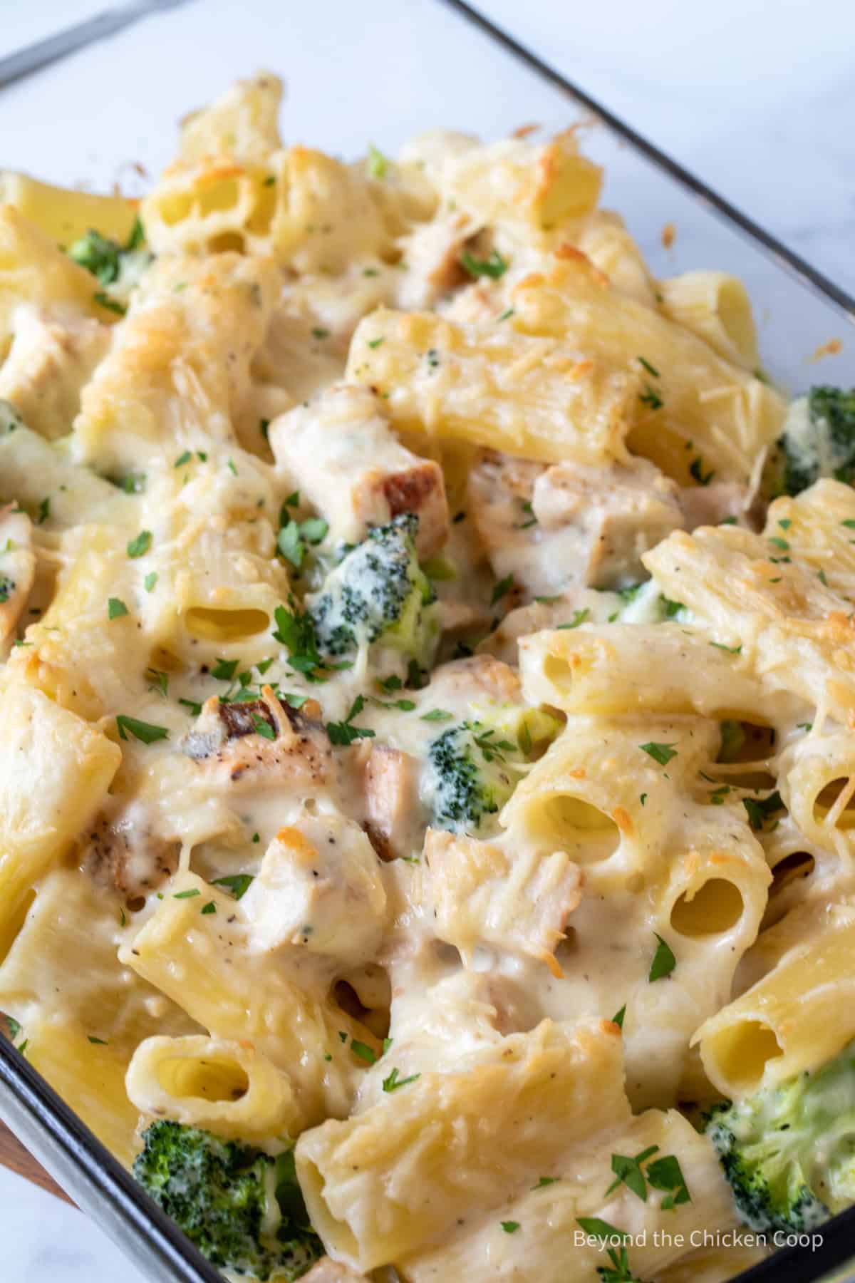 A casserole dish filled with chicken alfredo and broccoli. 