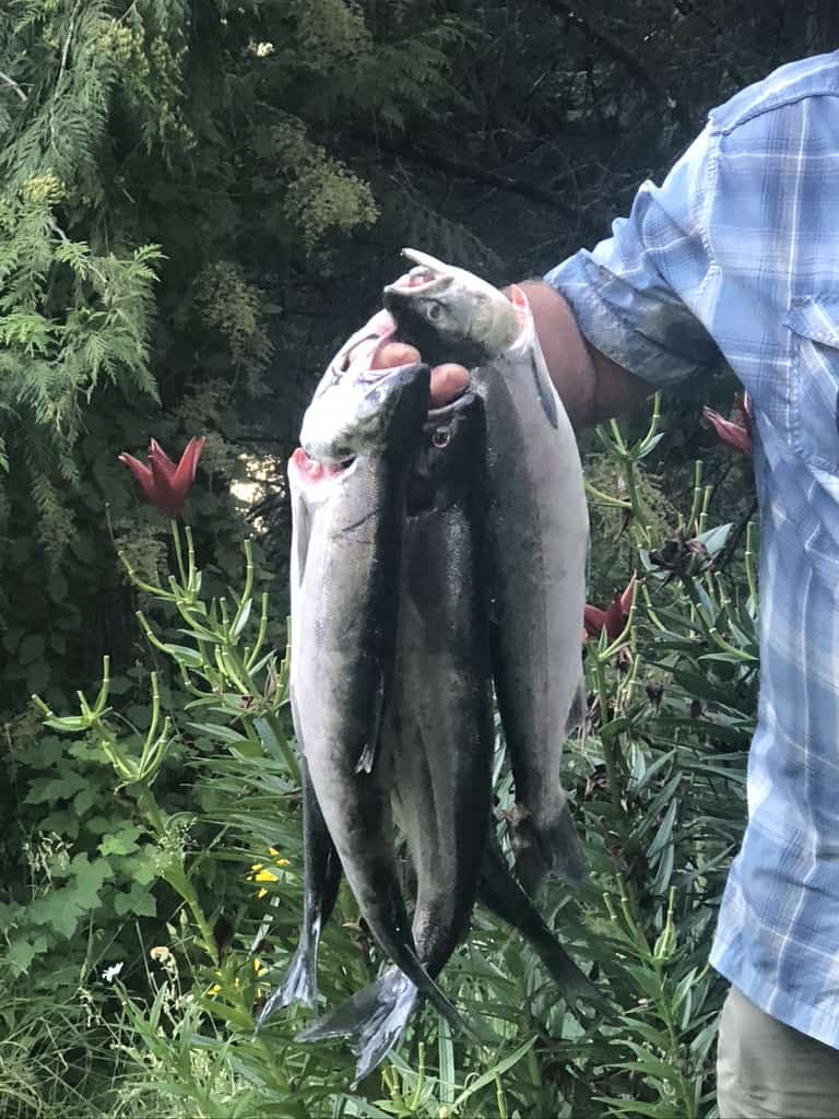 A handful of freshly caught sockeye salmon.