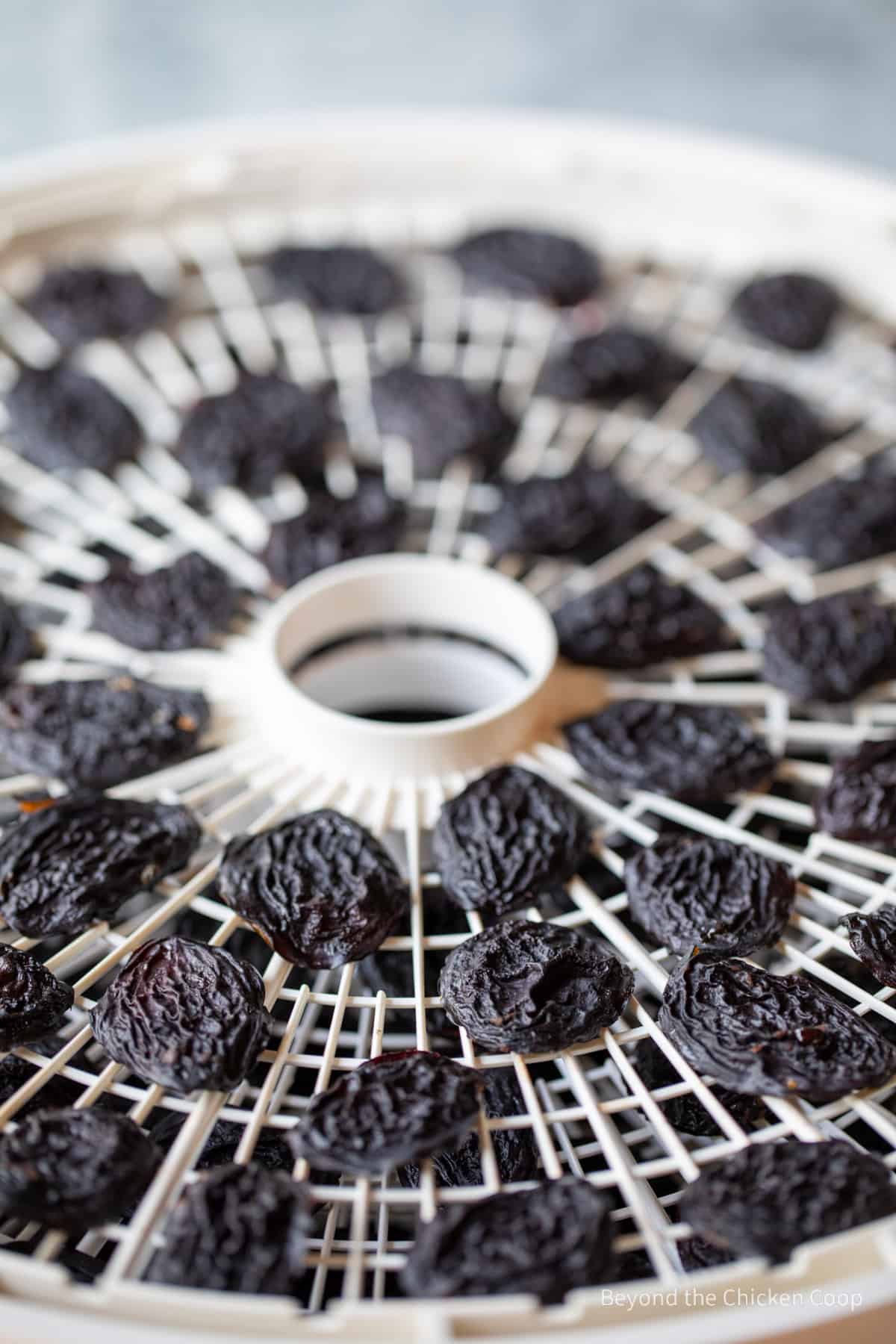 Dried prunes on a dehydrator tray. 