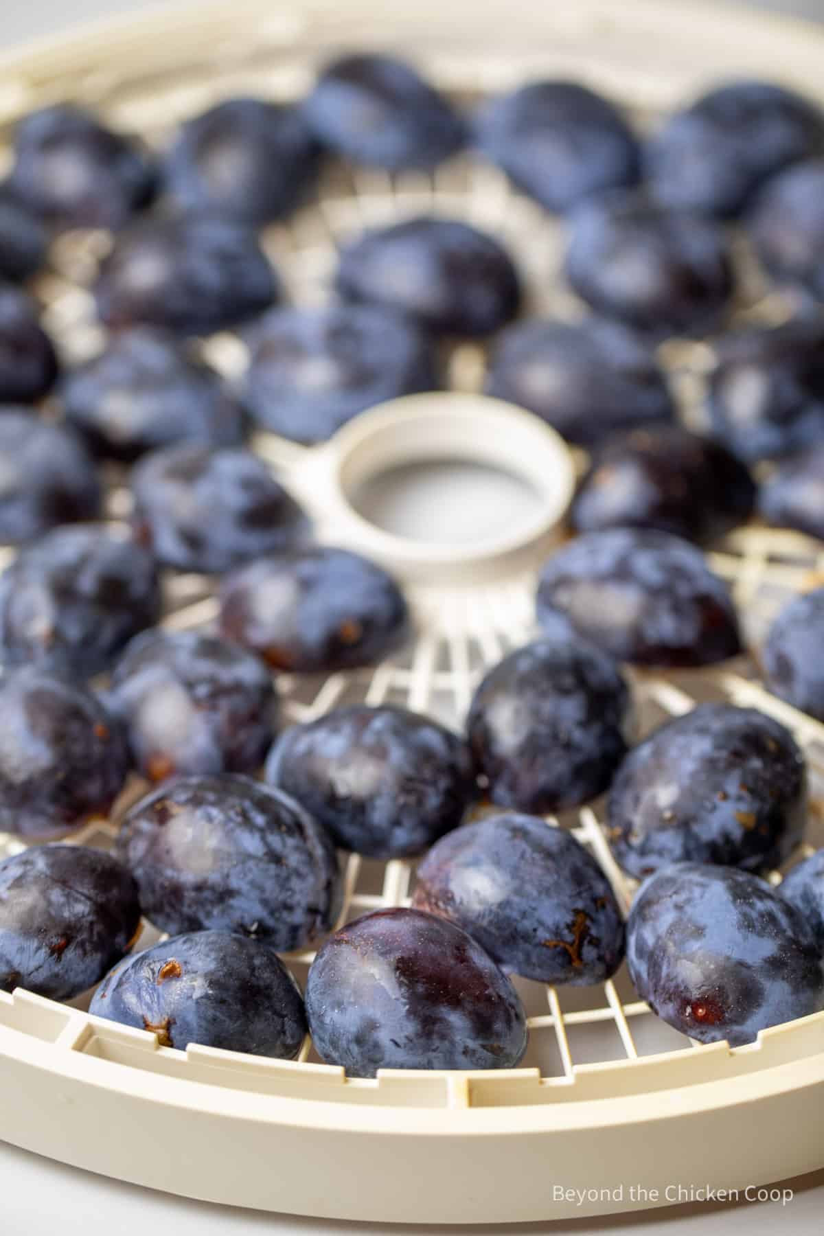 Plums on a dehydrator tray. 