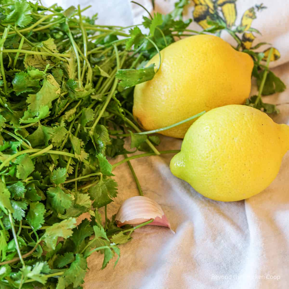 Two lemons near a bunch of parsley and a clove of garlic. 