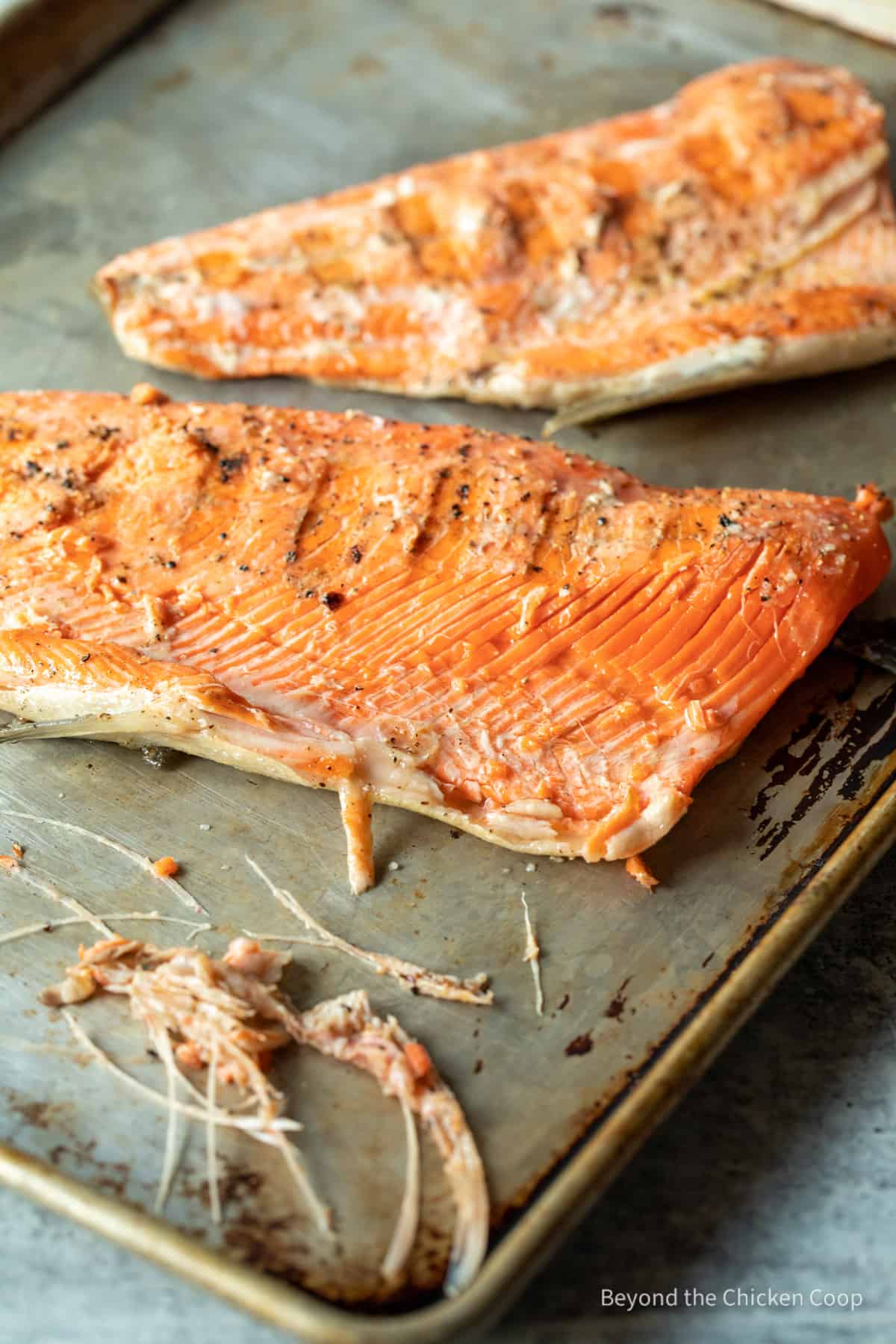 Removing bones from salmon fillets.