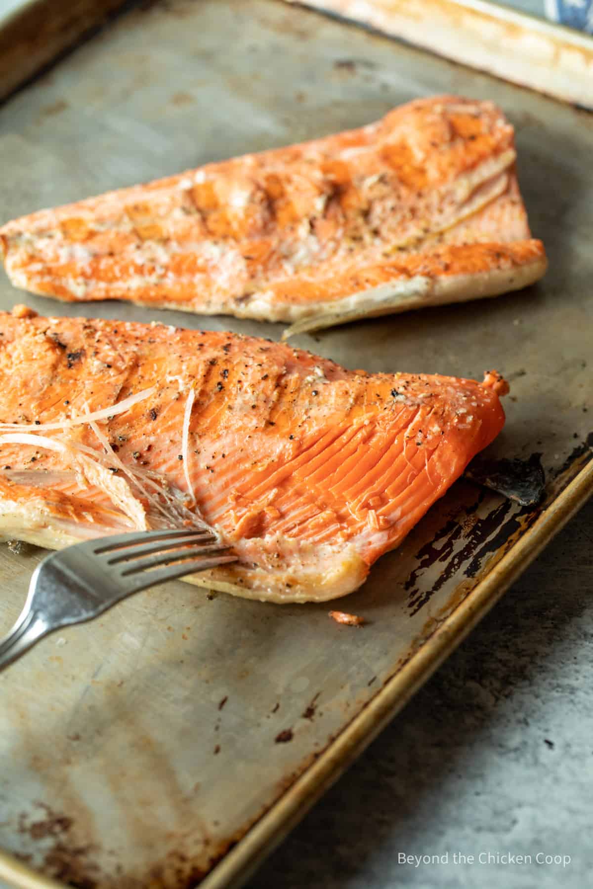 Removing bones from salmon fillet.