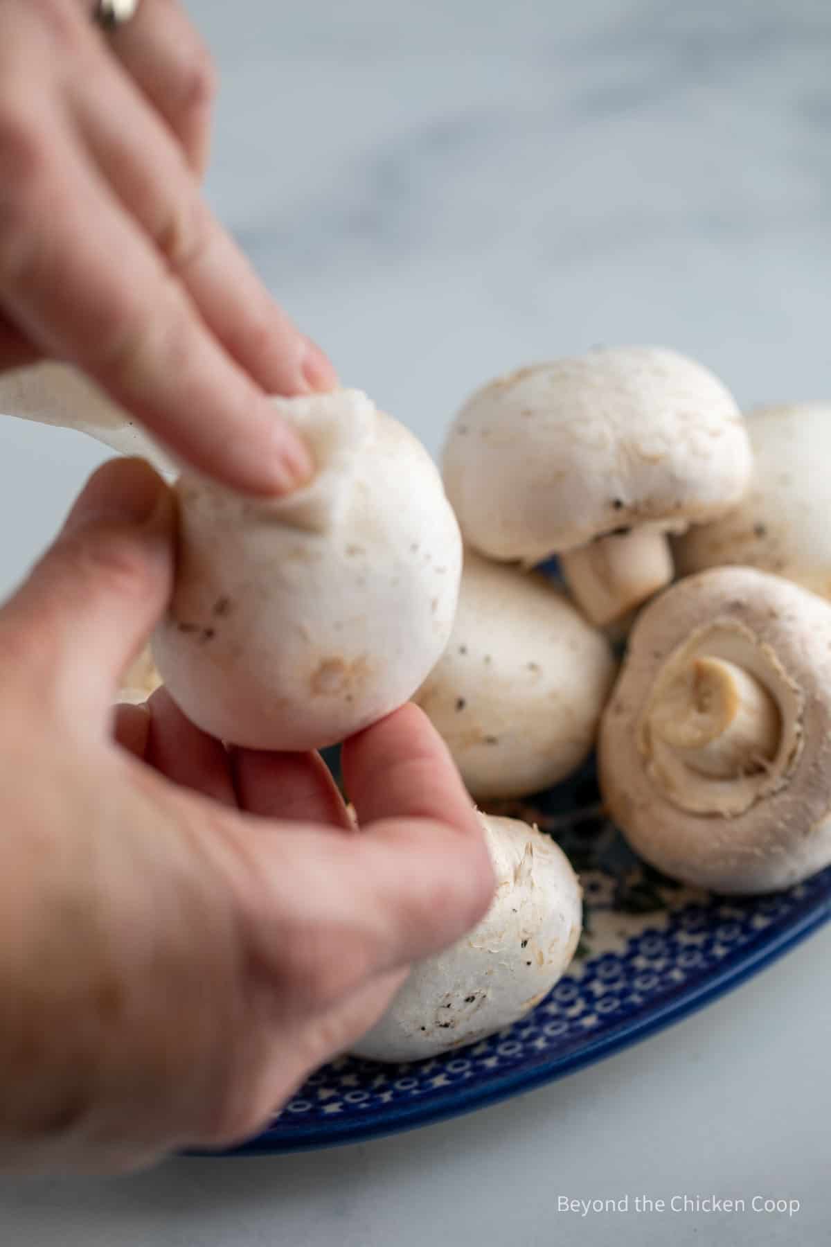 Wiping a mushroom with a paper towel. 