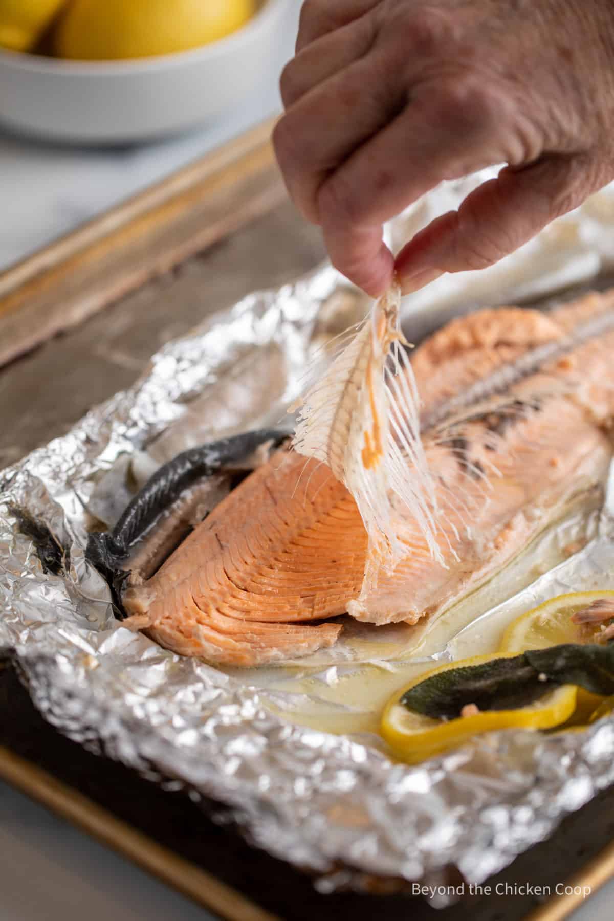 Pulling out the bones from a whole trout.