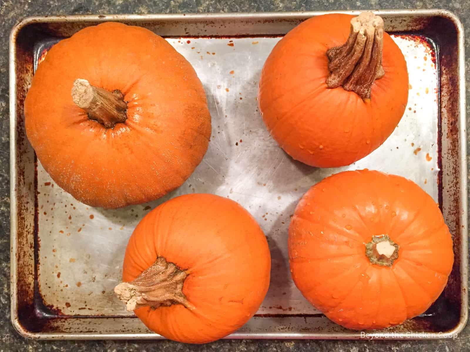 Four small pumpkins on a baking sheet.