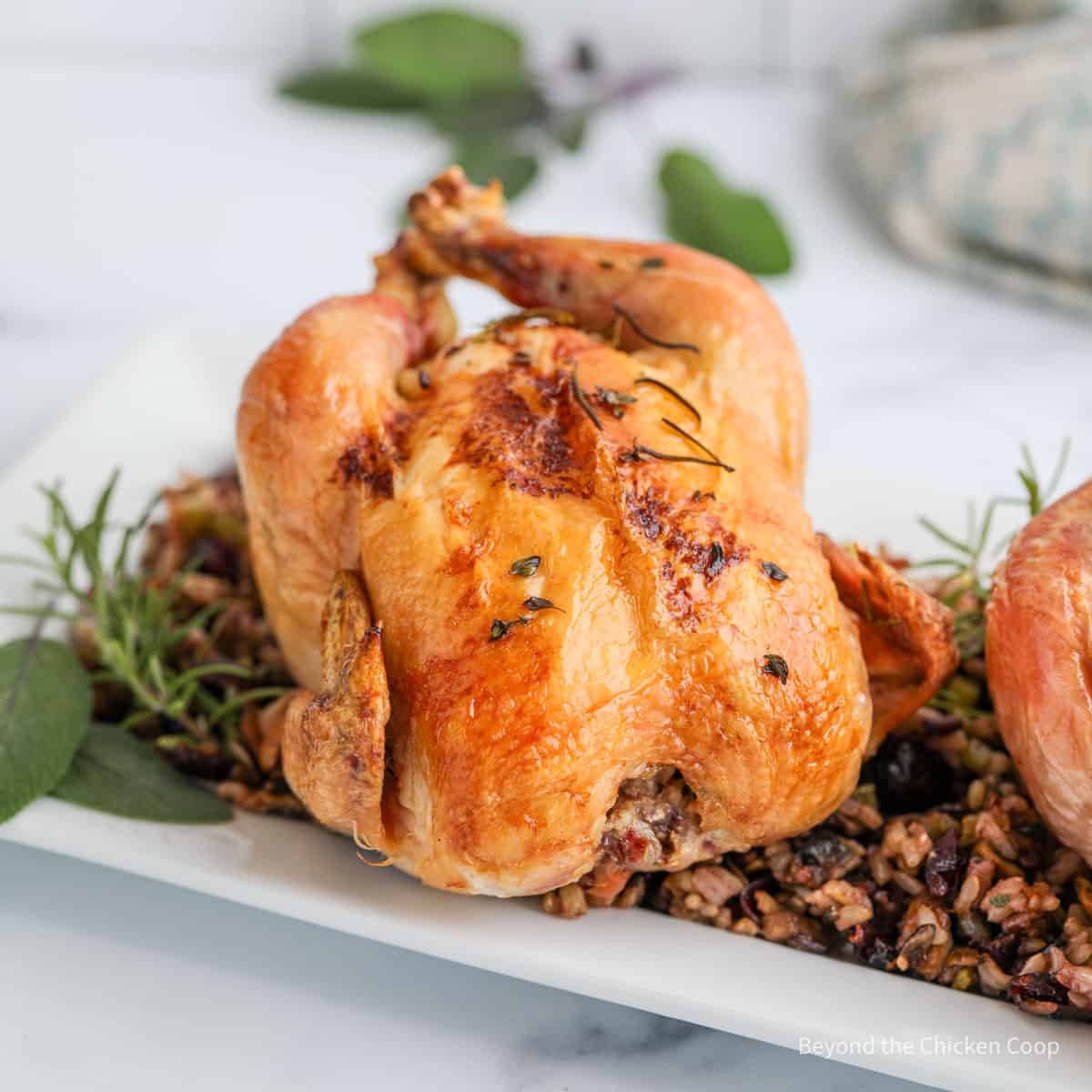 Stuffed cornish hens on a bed of wild rice stuffing.