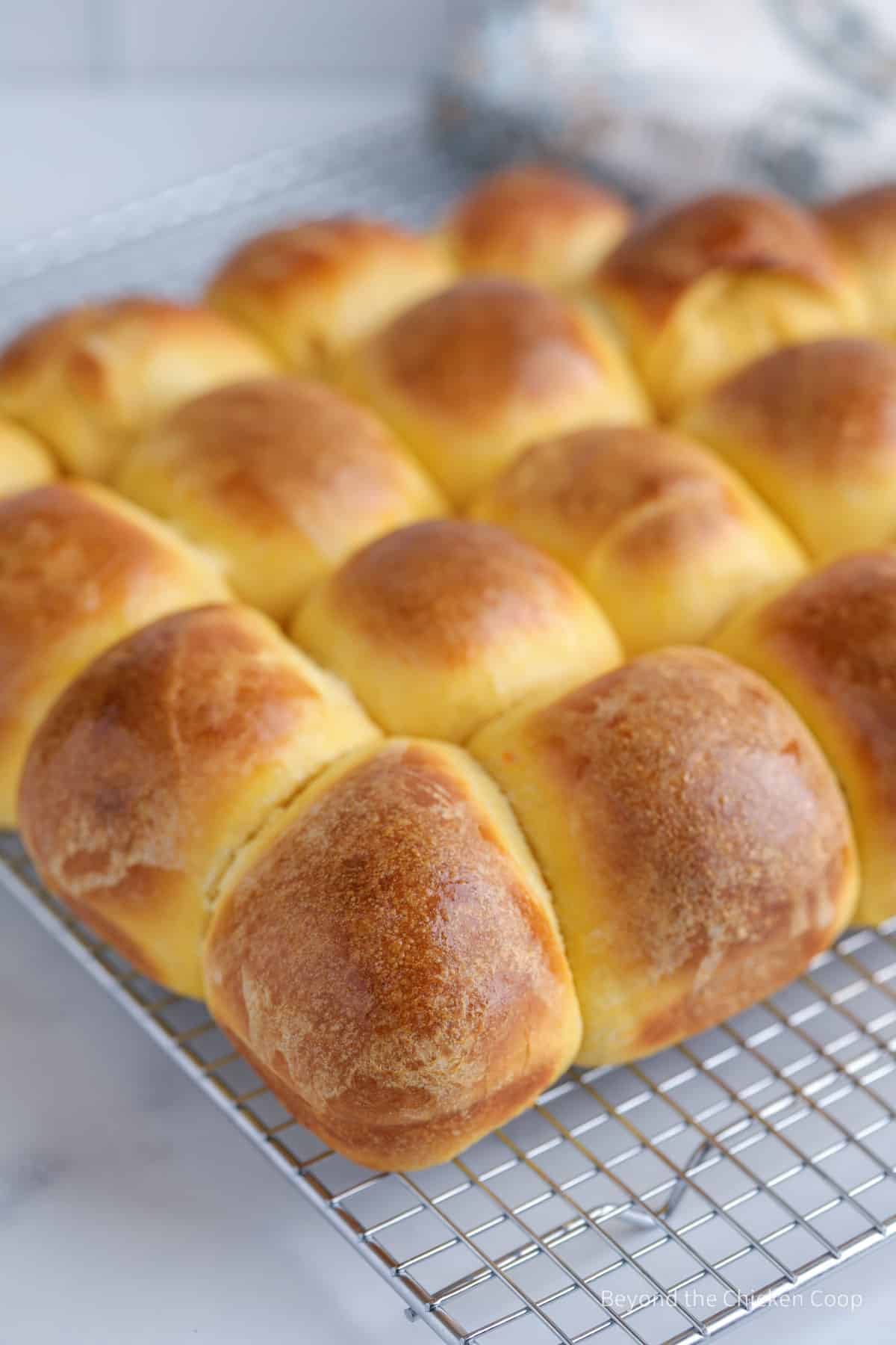 Rolls cooling on a baking rack. 
