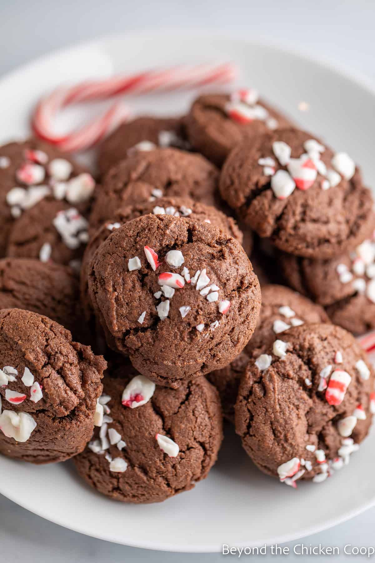 A plate filled with chocolate candy cane cookies.