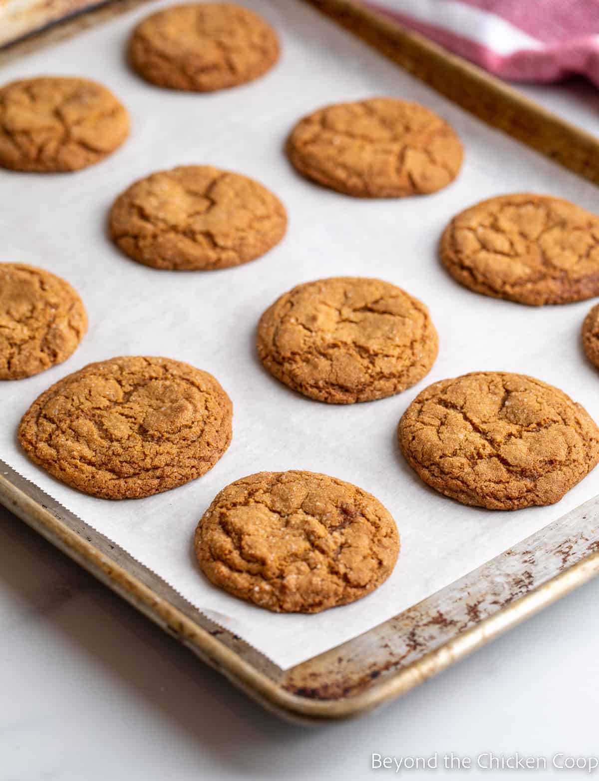 Baked ginger cookies on a cookie sheet.